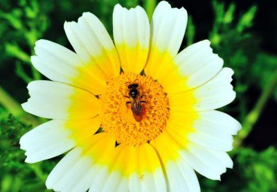 Bee On A Daisy