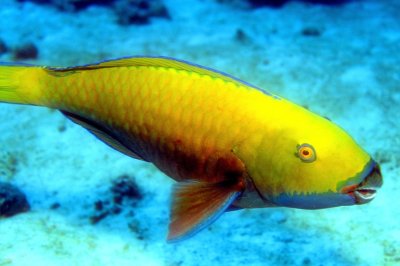 Heavybeak  Parrotfish, 'Chlorurus gibbus'