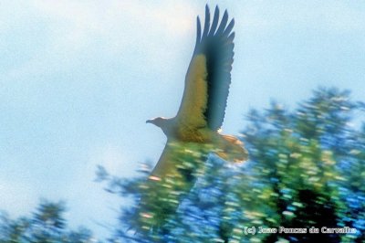 Egypt Vulture, 'Neophron percnopterus'