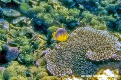 Blacktail Butterflyfish In Beautiful Corals