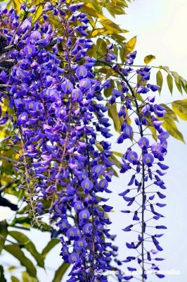 Glicinia: Memories From Home