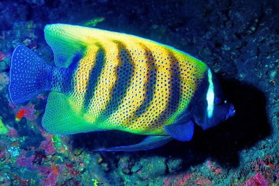 Six-Banded Angelfish    