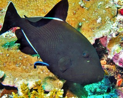 Indian triggerfish (Melichthys indicus) 