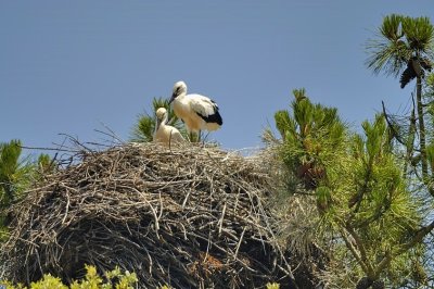 Juvenile White Storks