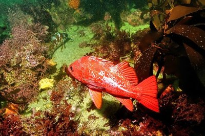 Kelp Grouper