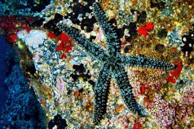 Blue Starfish 