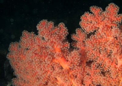 Flowers of Soft Corals 