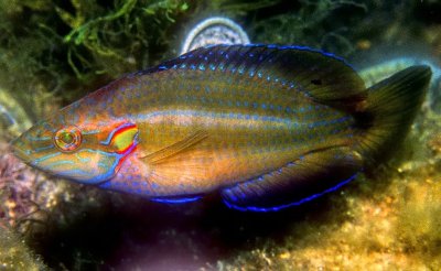 Ocellated Wrasse Fabulous Colours