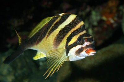 Redlip Morwong, 'Cheilodactylus zebra', Floating