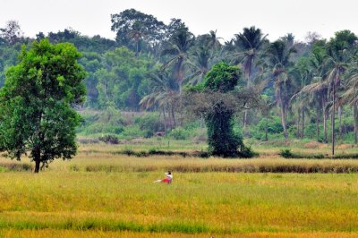 Alone In the Landscape