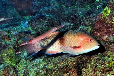 Blackbar Hogfish, 'Bodianus speciosus' with Trumpetfish