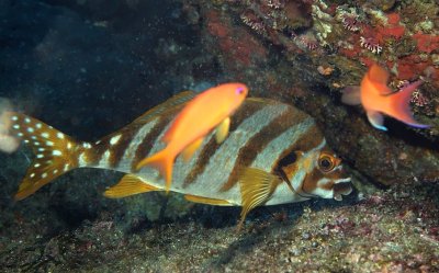 Spottedtail Morwong 'Cheilodactylus zonatus' Eating