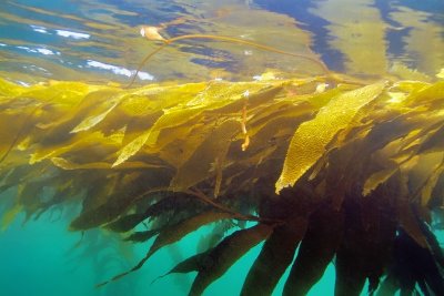 Kelp at Surface