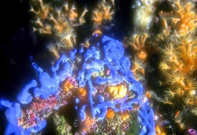 Interesting Blue Sponge