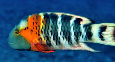 Redbreasted Wrasse, 'Cheilinus fasciatus'