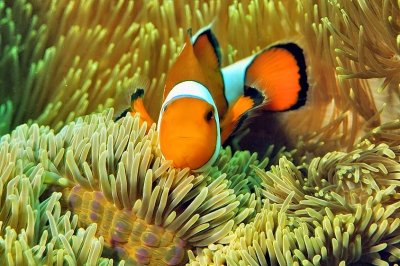 Nemo In Big Anemone 