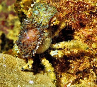 Decorator Crab, King of Camoufladge