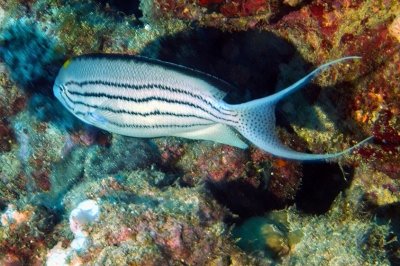 Male Blackstriped Angelfish, 'Genicanthus lamarck'