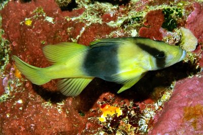 'Diploprion bifasciatum': Doublebanded Soapfish