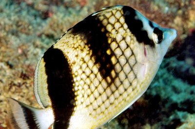 Asian Butterflyfish, 'Chaetodon argentatus'