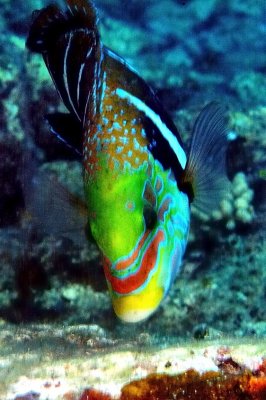 Colourful Wrasse