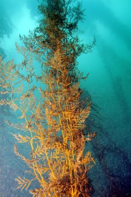Giant Kelp ToThe Surface