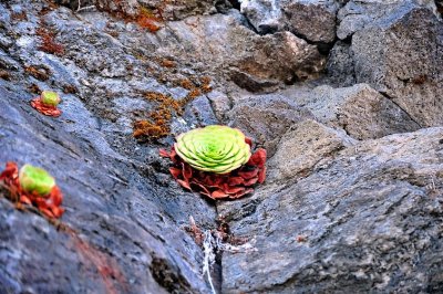 Plants On The Rocks