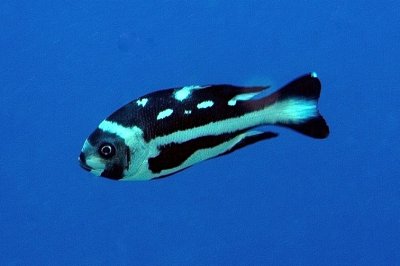 Juvenile Midnight Snapper, 'Macolor macularis'