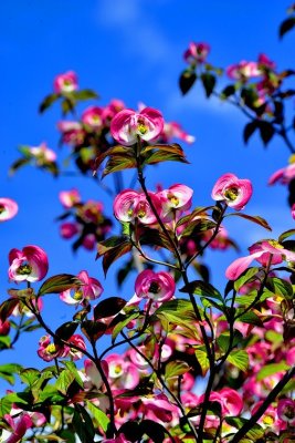 Strange Flowers of Spring