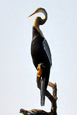 Indian Darter, 'Anhinga melanogaster' Close