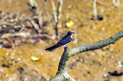 Swallow In The Mangroves
