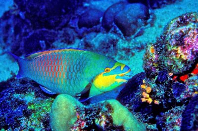 Parrotfish Going To Eat