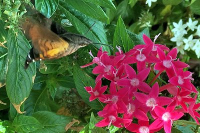 Hummingbird Hawk Moth, 'Macroglossum stellatarum'