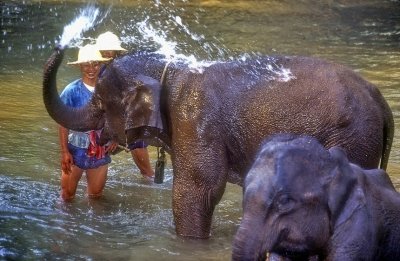 Elephant''s Bath