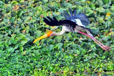 The Stork's Take Off