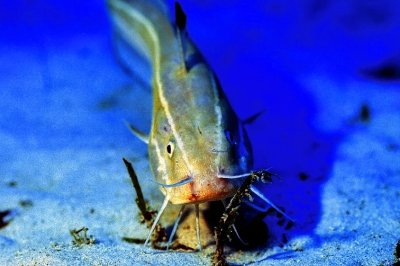 Lone Big Catfish