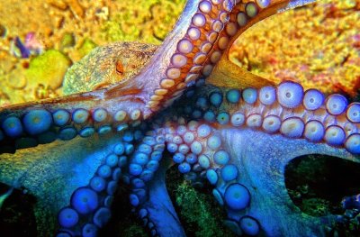 Agressive Octopus 