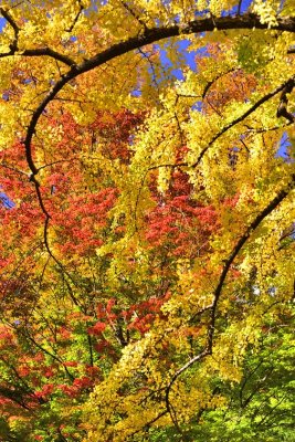 Japan In Autumn