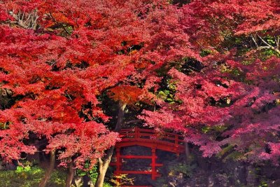 Red Bridge In The Reds