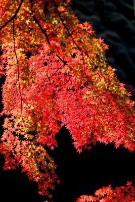 Branch in the Dark