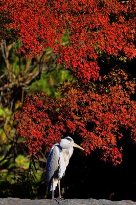 Heron In Rock With Red Trees