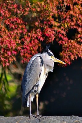 Heron With Hair Style
