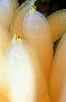 Ovos de Lula -Squid Eggs