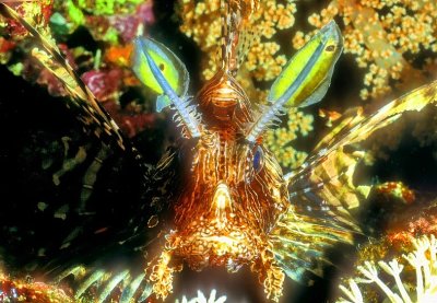 Pterois Frontal