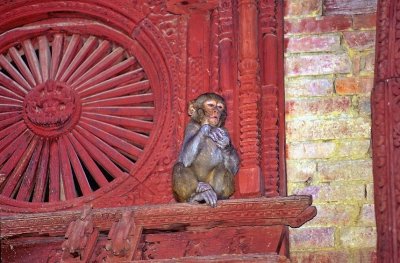 Holy Monkeys Of The Temples 