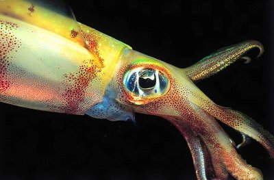 Bigfin Reef Squid - (Sepioteuthis lessoniana)