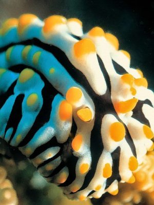 Nudi, (Phyllidia varicosa)