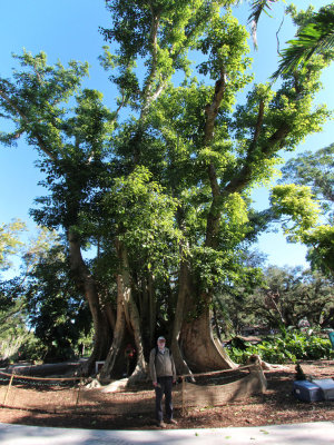 Tree at Flamingo gardens, Fort Lauderdale