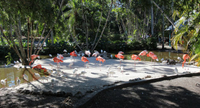 Flamingos sleeping in the middle of the day