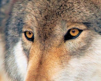 Wolf Eyes 1